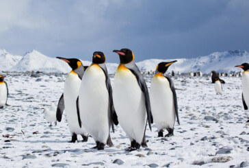 Pinguini a rischio